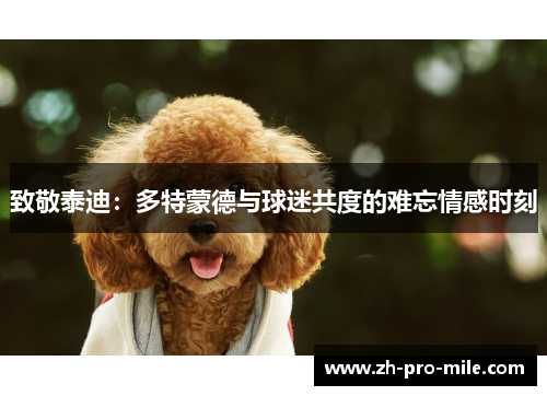 致敬泰迪:多特蒙德与球迷共度的难忘情感时刻 致敬泰迪:多特蒙德与球迷共度的难忘情感时刻